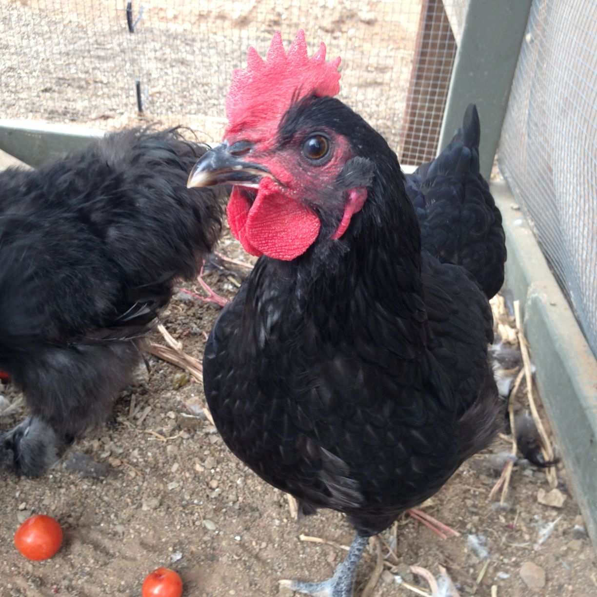 Readers show their chickens